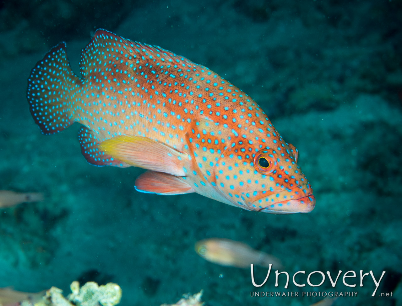 Coral Grouper (cephalopholis Miniata) shot in Maldives|Male Atoll|North Male Atoll|Hatha Boa