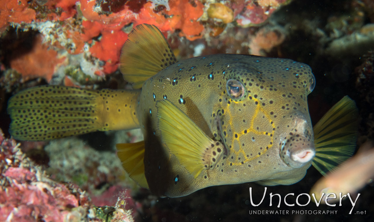 Yellow Boxfish (ostracion Cubicus) shot in Maldives|Male Atoll|North Male Atoll|Hatha Boa