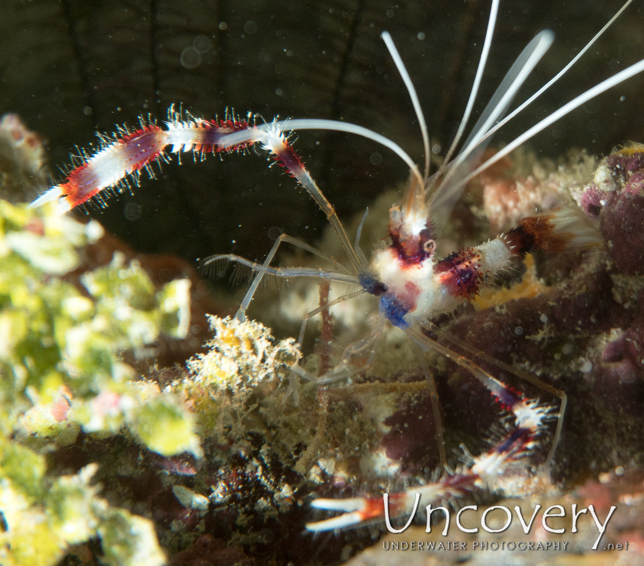 Banded Coral Shrimp (stenopus Hispidus) shot in Maldives|Male Atoll|North Male Atoll|Hatha Boa