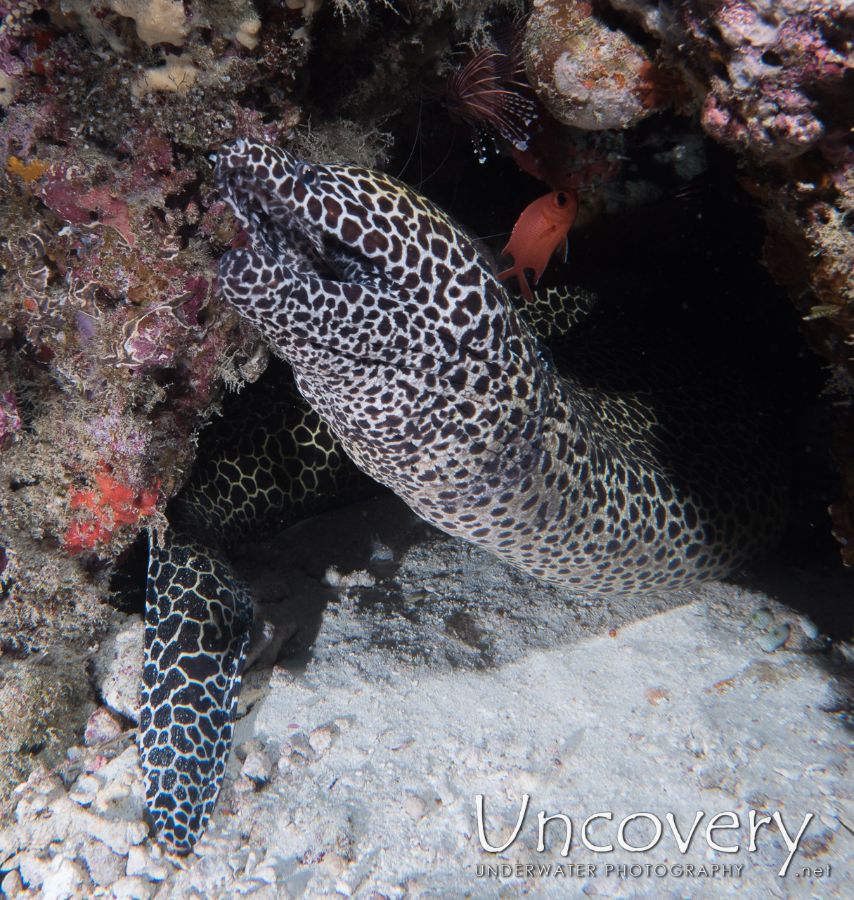 Honeycomb Moray (gymnothorax Favagineus), photo taken in Maldives, Male Atoll, North Male Atoll, Fish Tank