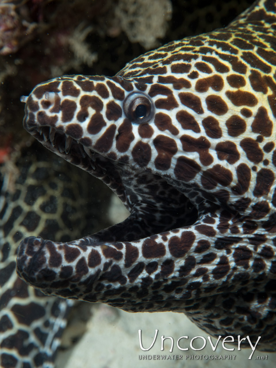 Honeycomb Moray (gymnothorax Favagineus), photo taken in Maldives, Male Atoll, North Male Atoll, Fish Tank