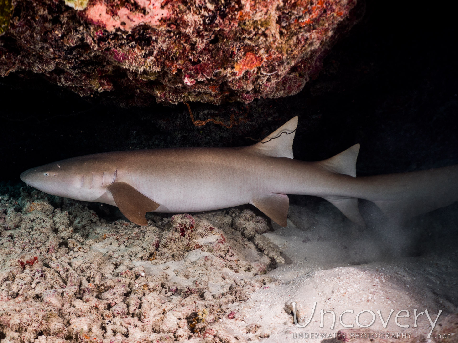 Tawny Nurse Shark (nebrius Ferrugineus), photo taken in Maldives, Male Atoll, North Male Atoll, Vabbinfaru