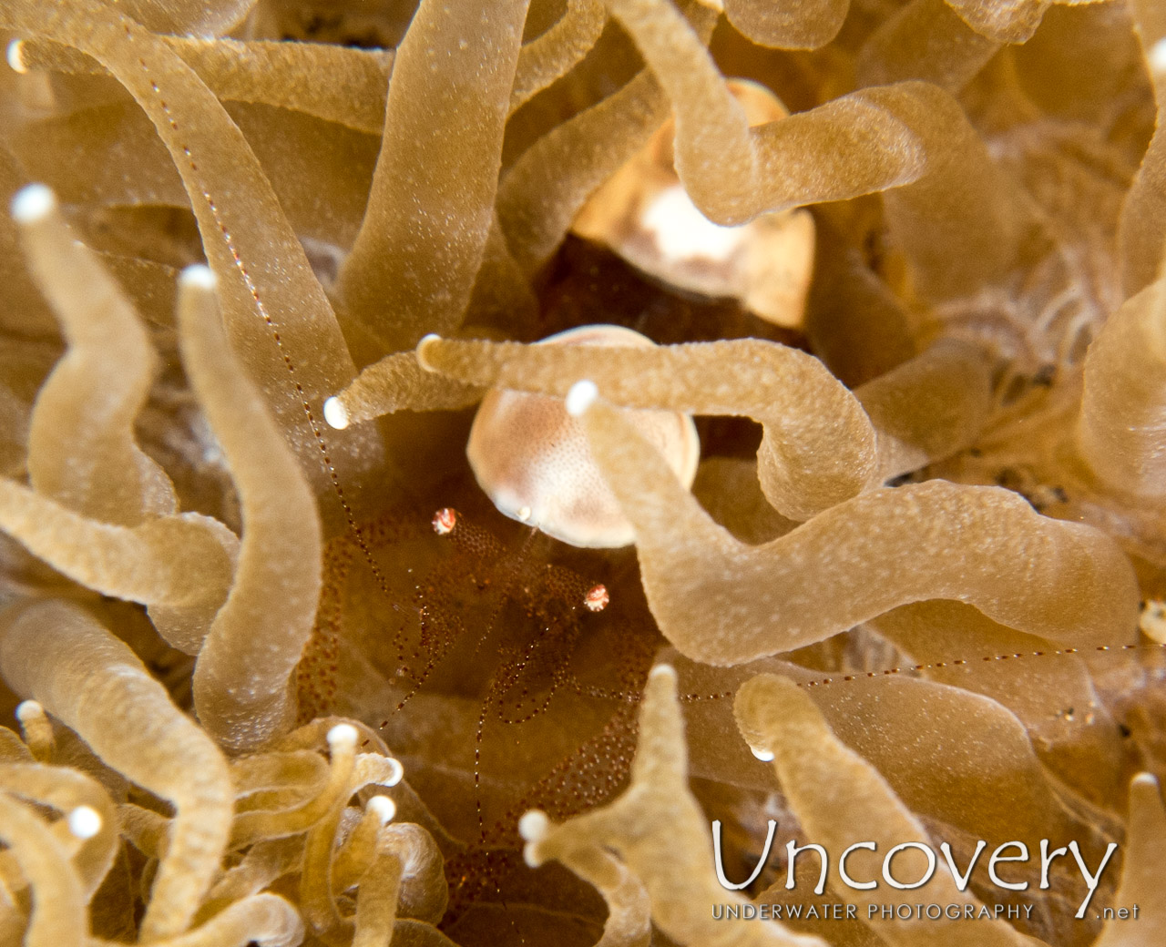 Eggshell Shrimp (hamopontonia Corallicola) shot in Indonesia|Bali|Tulamben|Seraya Secrets