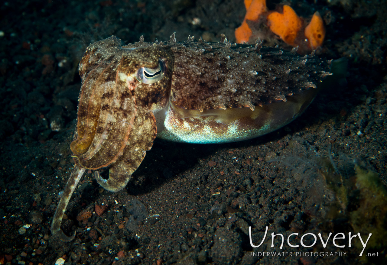 Cuttlefish shot in Indonesia|Bali|Tulamben|Melasti