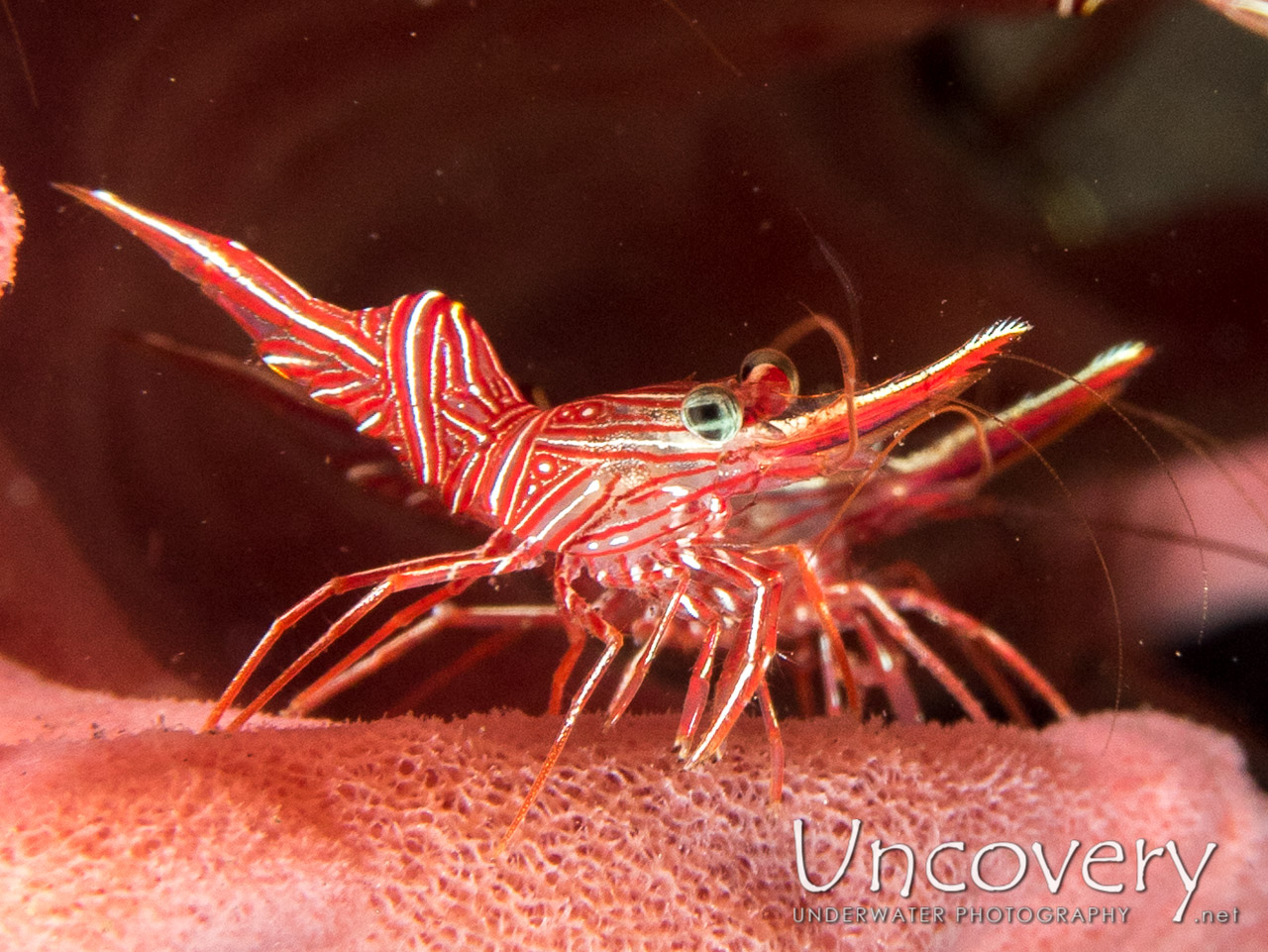 Dancing Shrimp (rhynchocinetes Durbanensis) shot in Indonesia|Bali|Tulamben|Batu Niti Reef