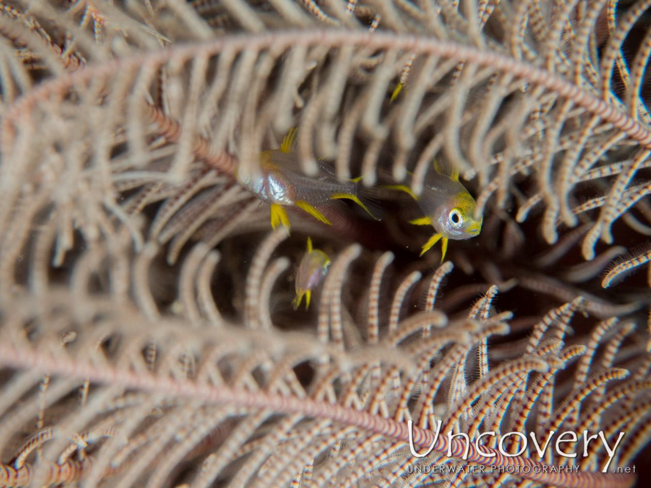 Feather Star (crinoidae) shot in Indonesia|Bali|Tulamben|Batu Niti Reef