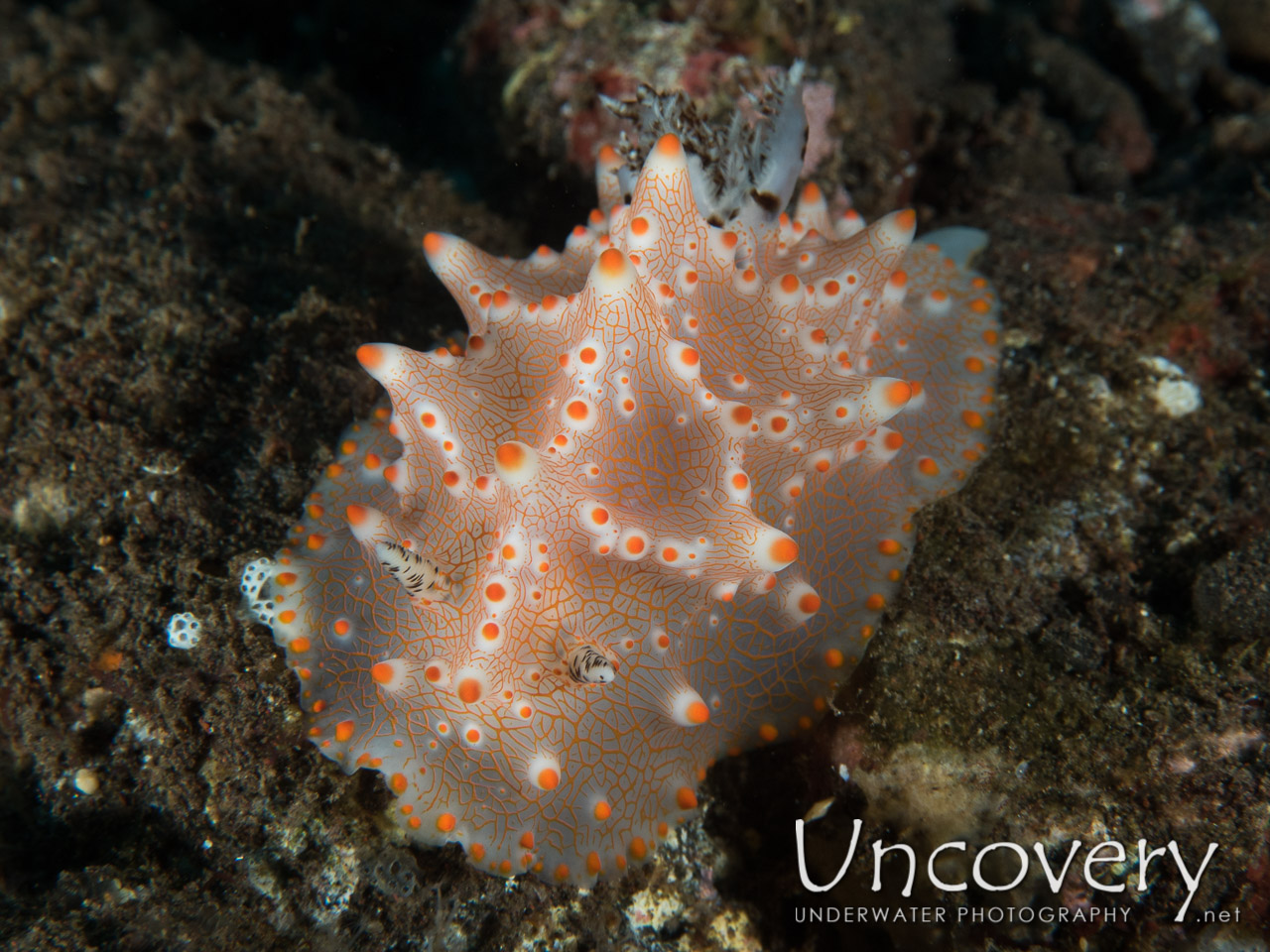 Nudibranch shot in Indonesia|Bali|Tulamben|Batu Niti Reef