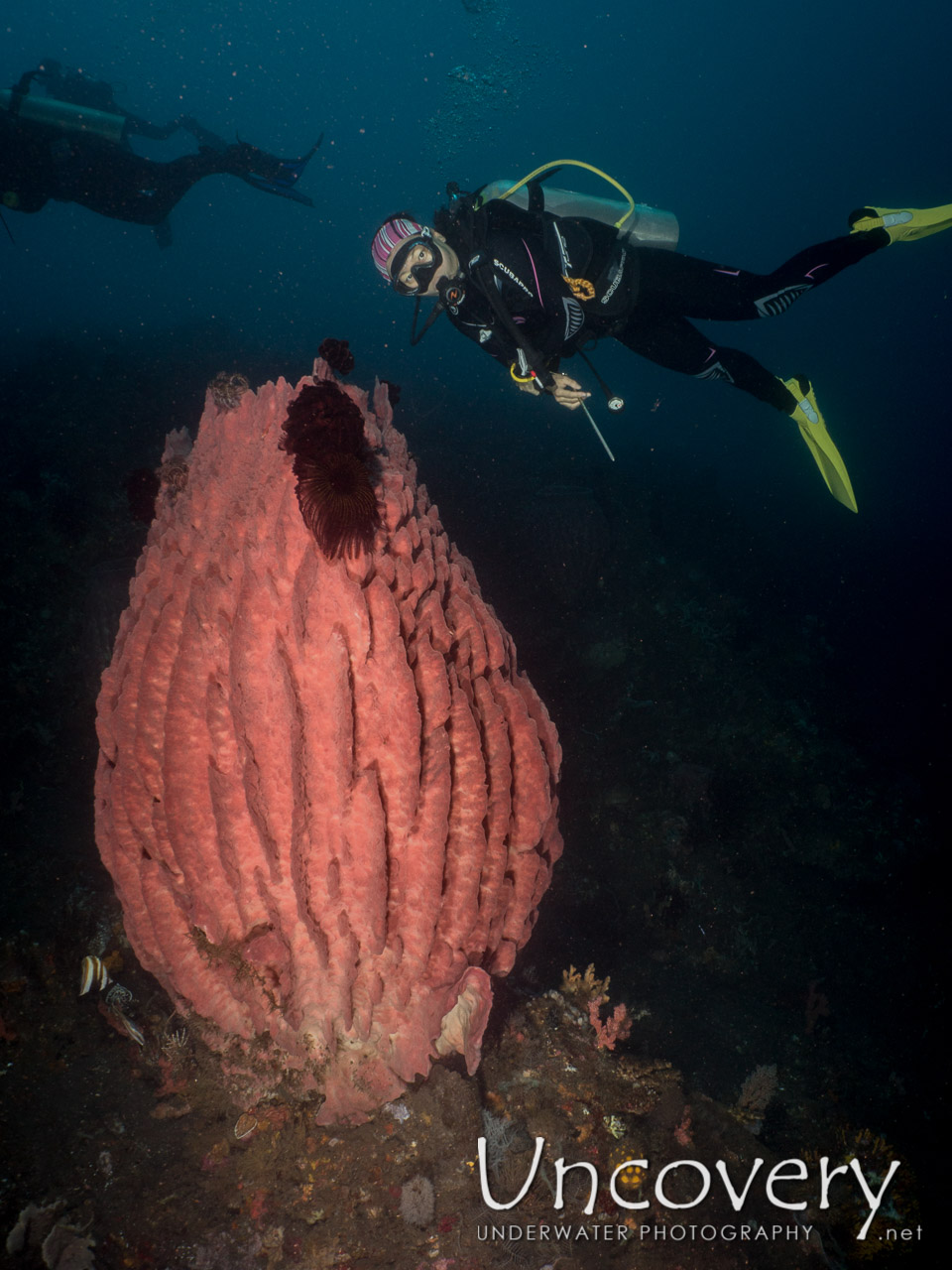 Sponge shot in Indonesia|Bali|Tulamben|Batu Niti Reef