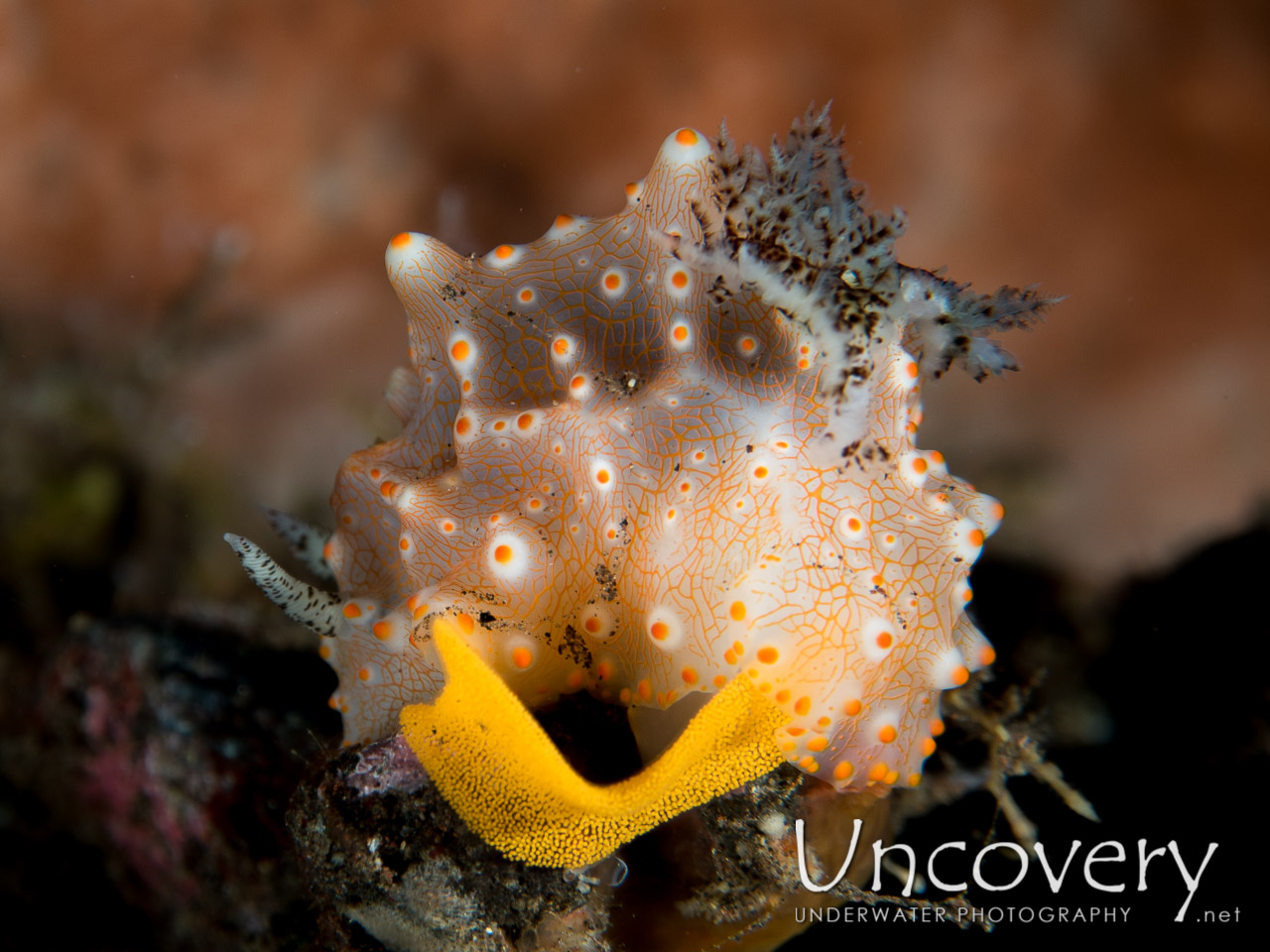 Nudibranch shot in Indonesia|Bali|Tulamben|Batu Niti Reef