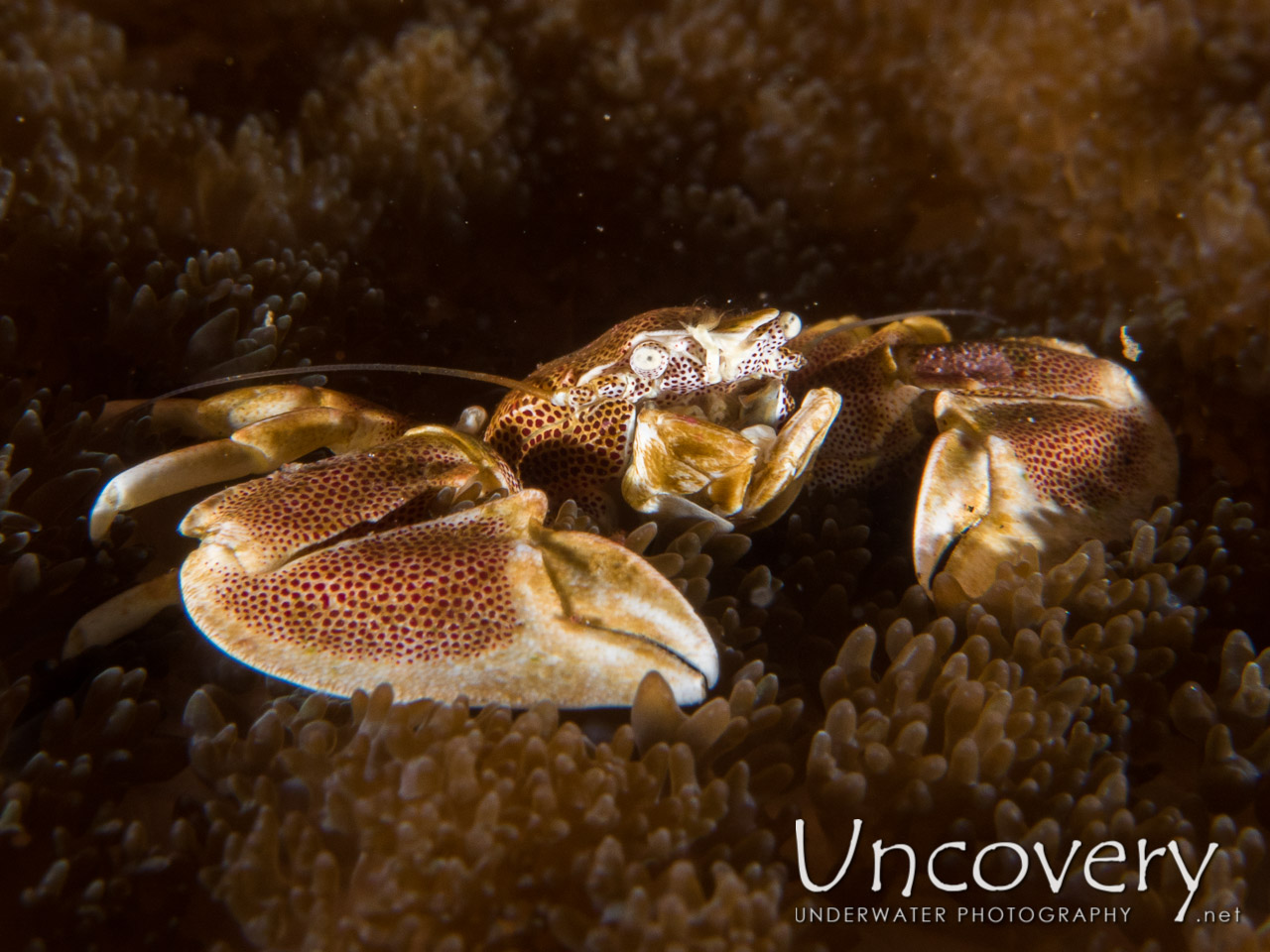 Spotted Porcelain Crab (neopetrolisthes Maculatus), photo taken in Indonesia, Bali, Tulamben, Batu Niti Reef