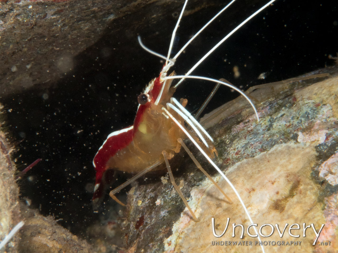 Hump-back Cleaner Shrimp (lysmata Amboinensis), photo taken in Indonesia, Bali, Tulamben, Batu Niti Slope