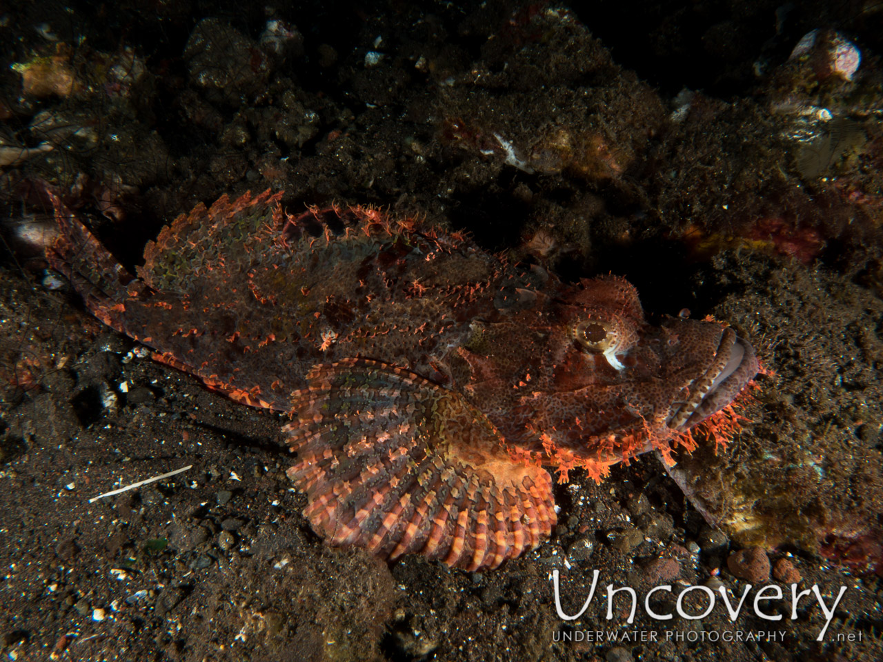 Tassled Scorpionfish (scorpaenopsis Oxycephala) shot in Indonesia|Bali|Tulamben|Batu Niti Reef
