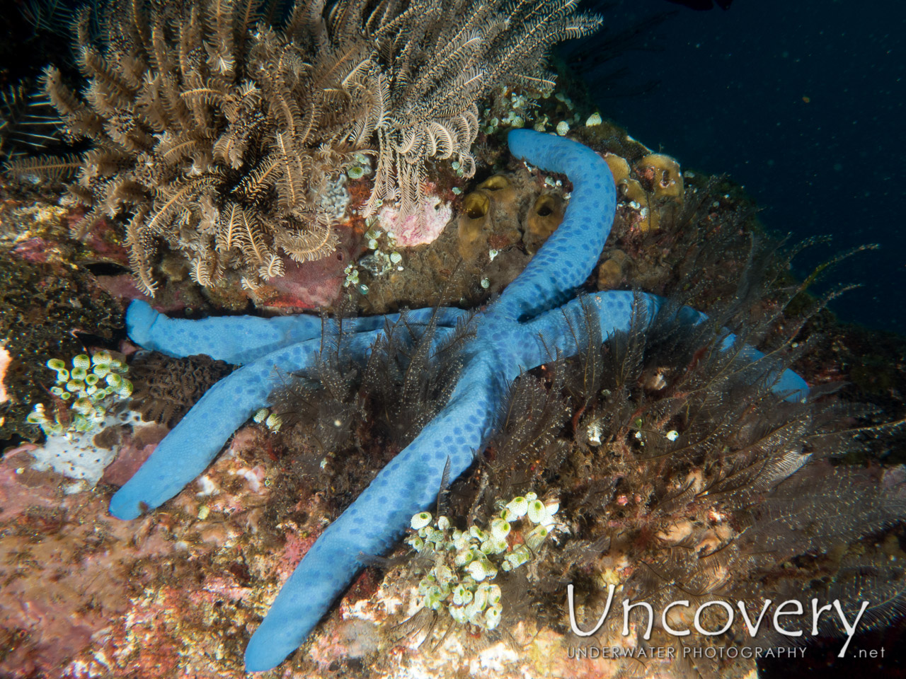 Starfish shot in Indonesia|Bali|Tulamben|Batu Niti Reef