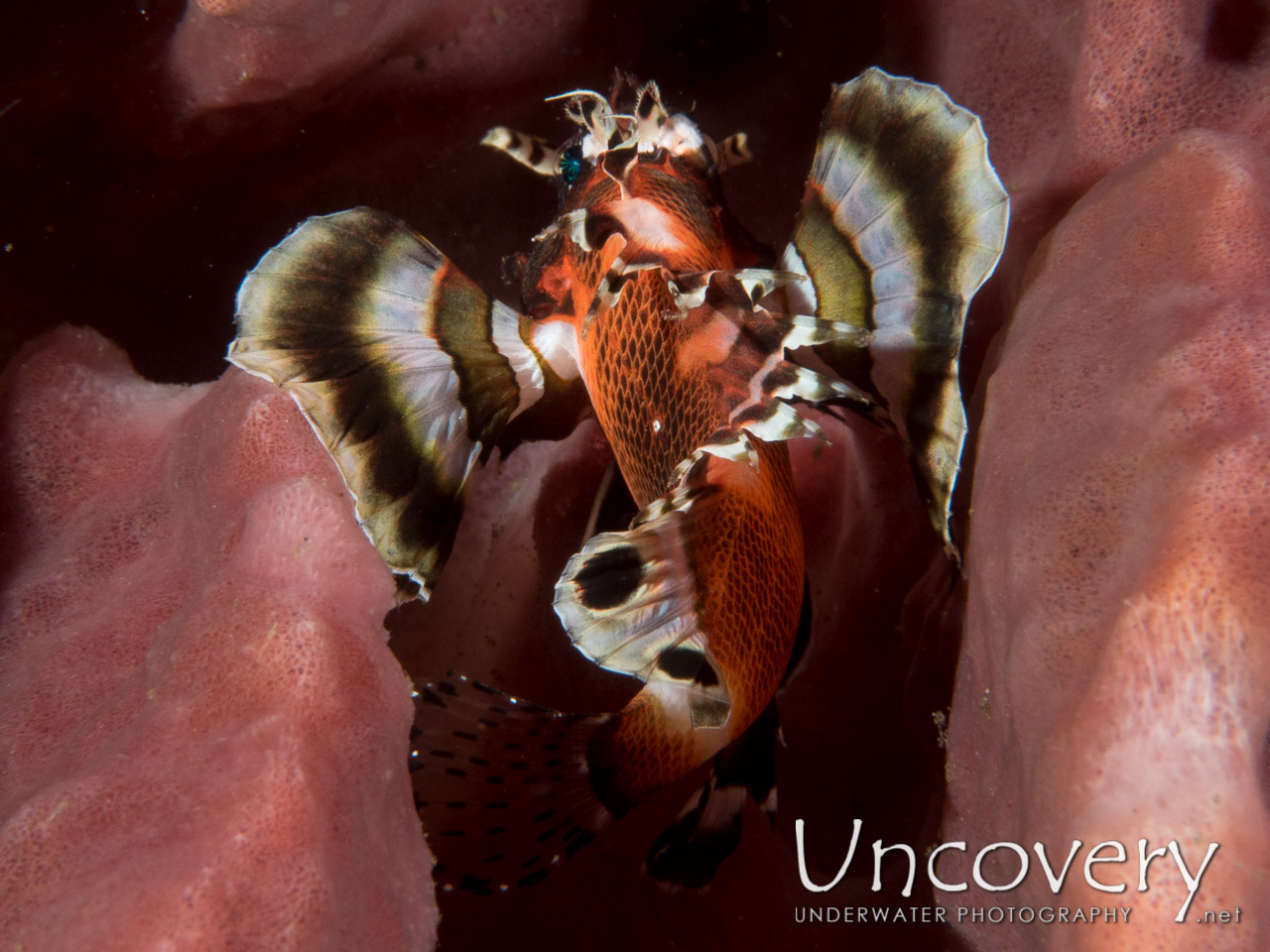 Twinspot Lionfish (dendrochirus Biocellatus) shot in Indonesia|Bali|Tulamben|Batu Niti Reef
