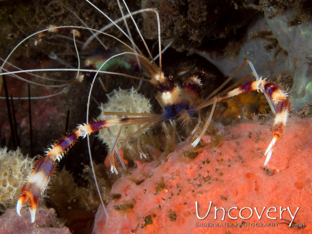 Banded Coral Shrimp (stenopus Hispidus) shot in Indonesia|Bali|Tulamben|Batu Niti Reef