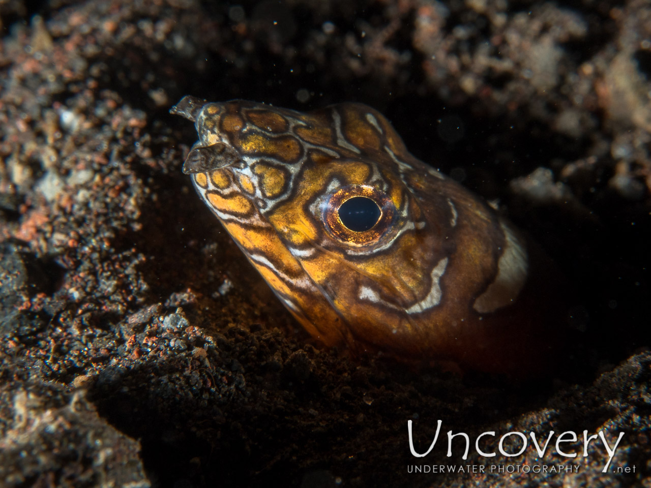 Napoleon Snake Eel (ophichthus Bonaparti) shot in Indonesia|Bali|Tulamben|Seraya Secrets
