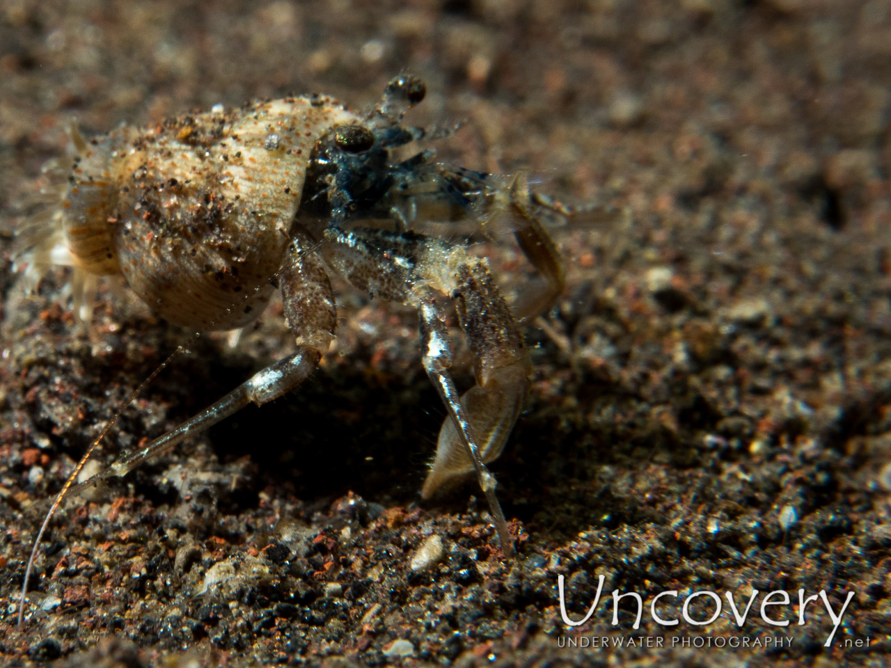 Hermit Crab, photo taken in Indonesia, Bali, Tulamben, Seraya Secrets