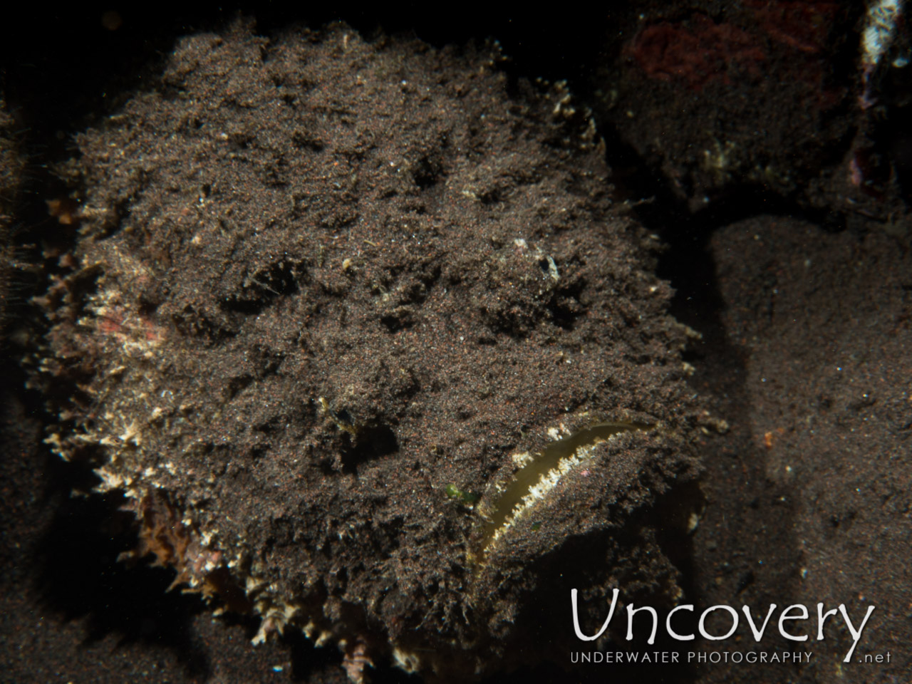 Reef Stonefish (synanceia Verrucosa) shot in Indonesia|Bali|Tulamben|Seraya Secrets