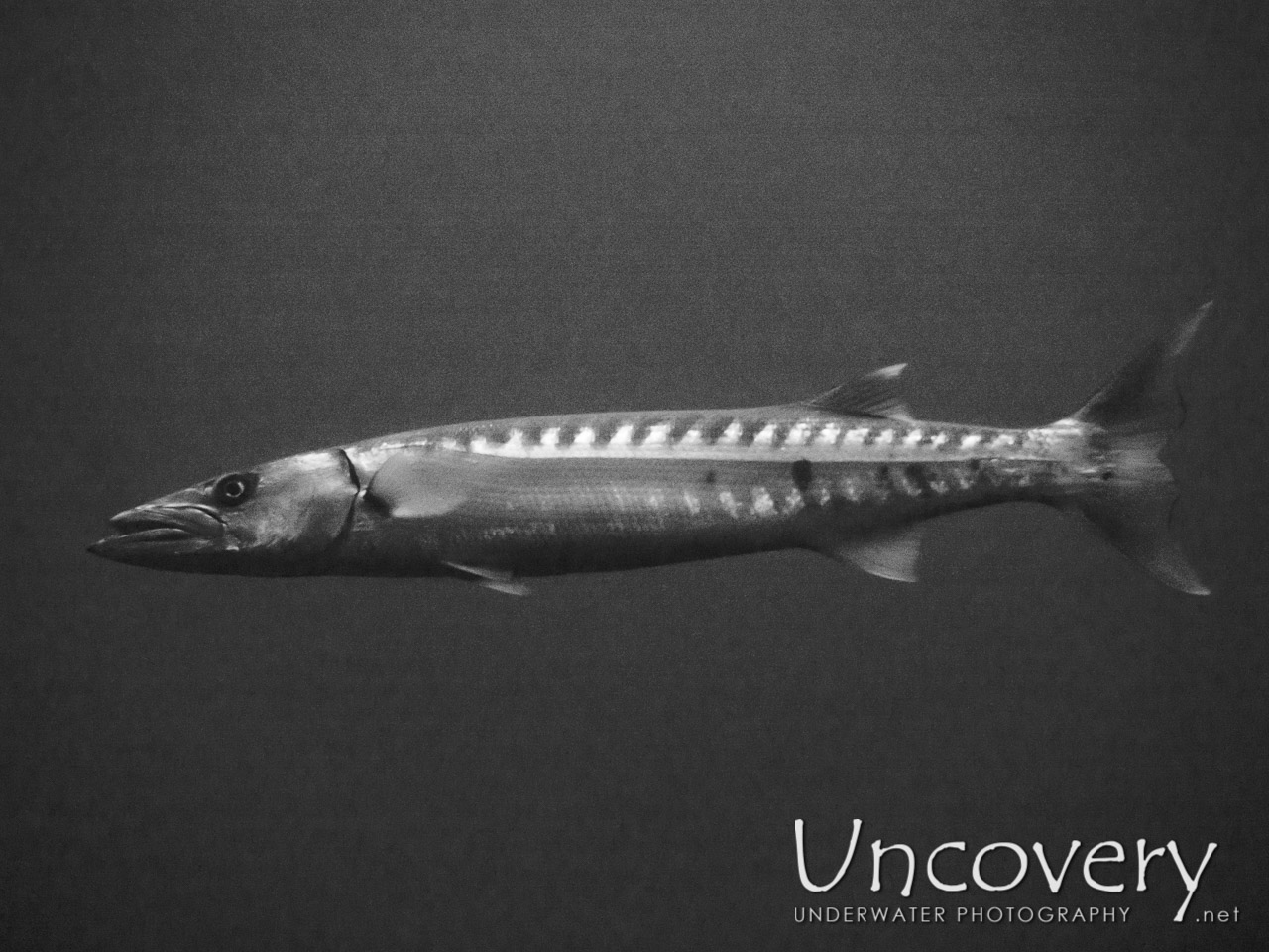 Great Barracuda (sphyraena Barracuda), photo taken in Indonesia, Bali, Tulamben, Liberty Wreck