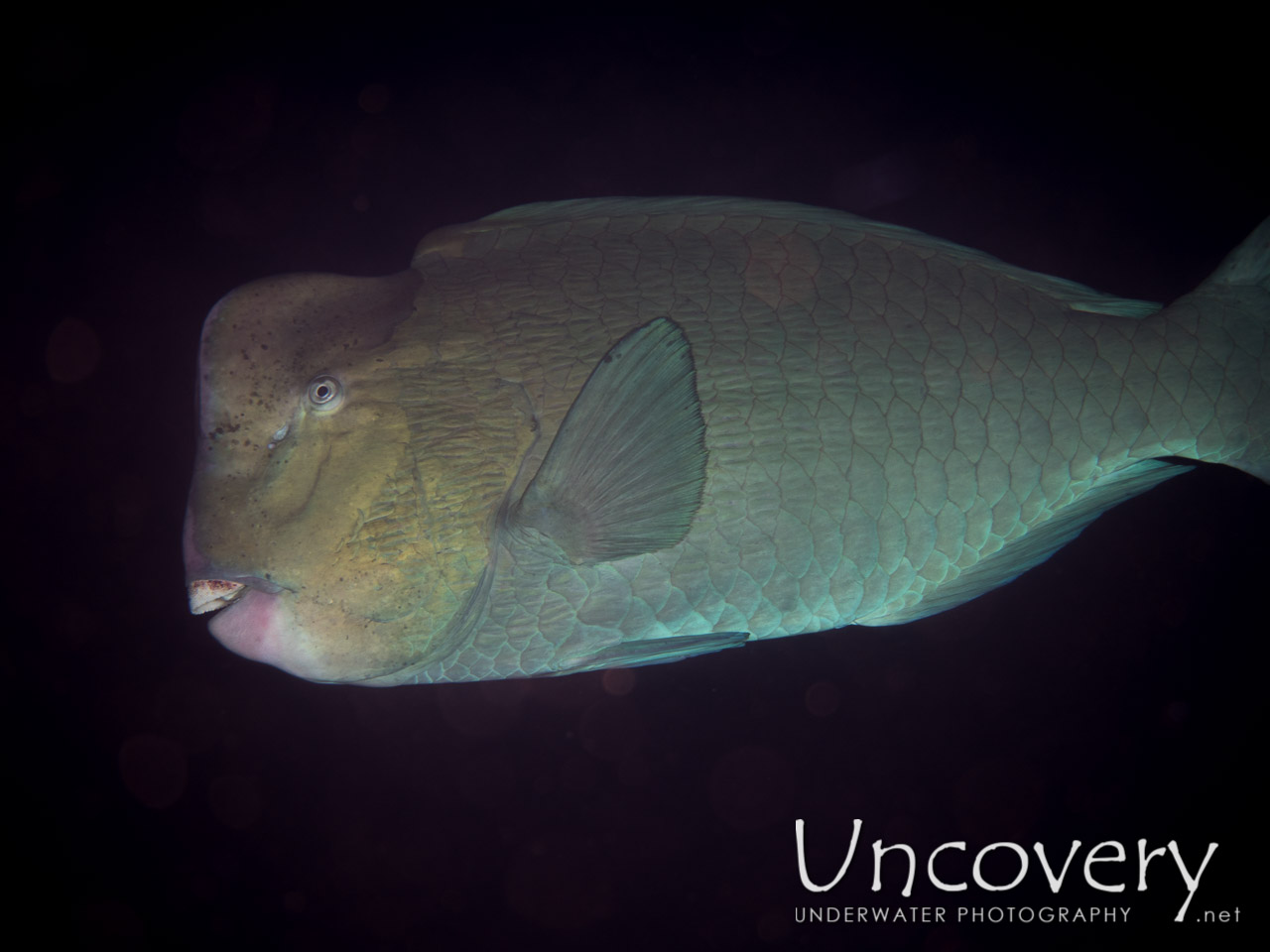 Humphead Parrotfish (bolbometopon Muricatum), photo taken in Indonesia, Bali, Tulamben, Liberty Wreck