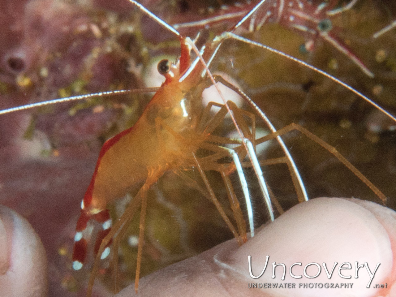 Hump-back Cleaner Shrimp (lysmata Amboinensis) shot in Indonesia|Bali|Tulamben|Coral Garden