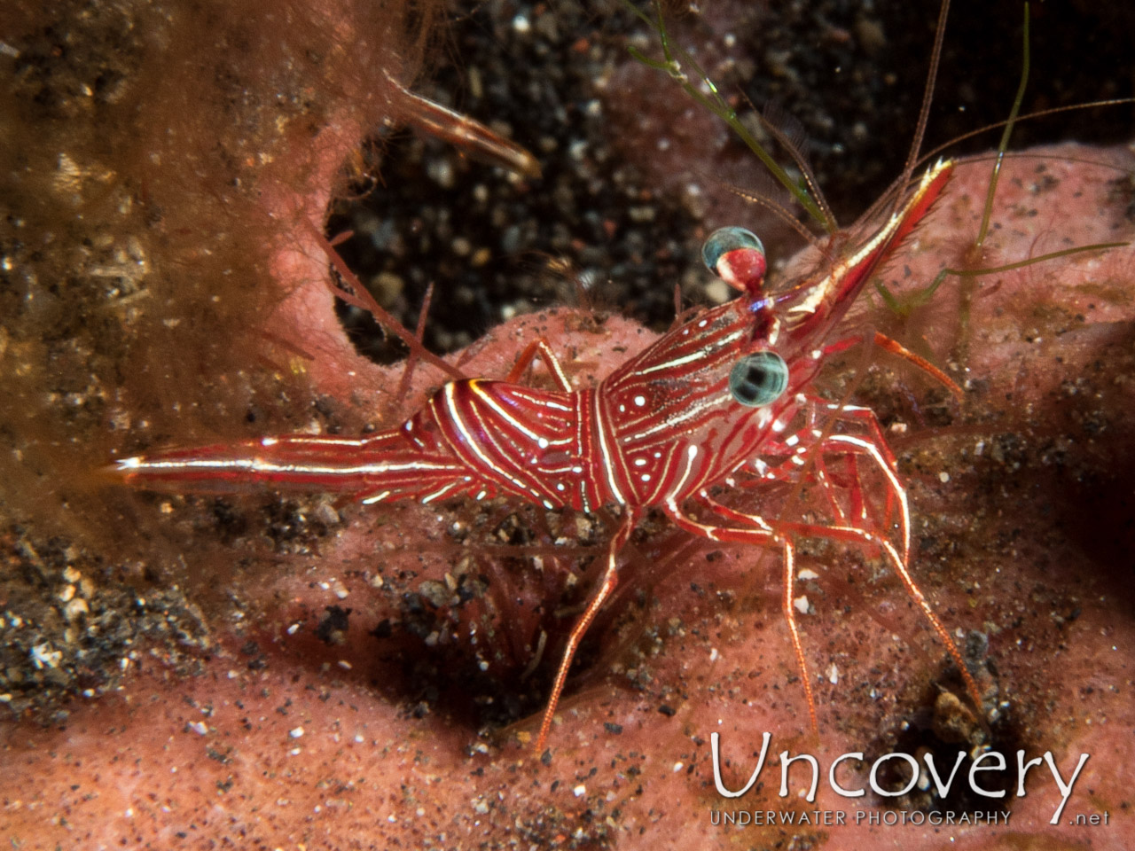 Dancing Shrimp (rhynchocinetes Durbanensis) shot in Indonesia|Bali|Tulamben|Coral Garden