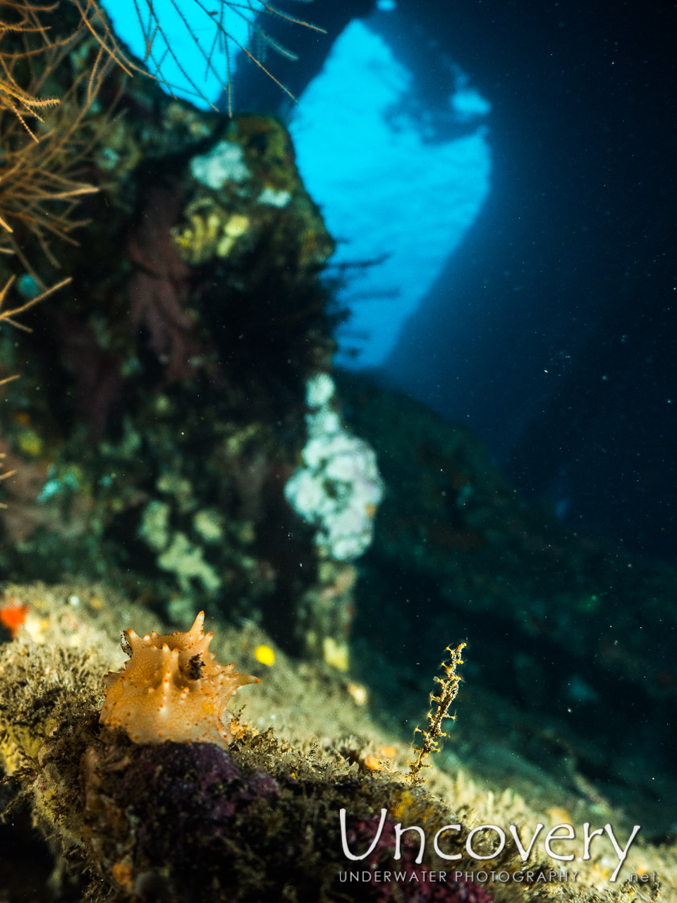 Nudibranch, Wreck, photo taken in Indonesia, Bali, Tulamben, Liberty Wreck