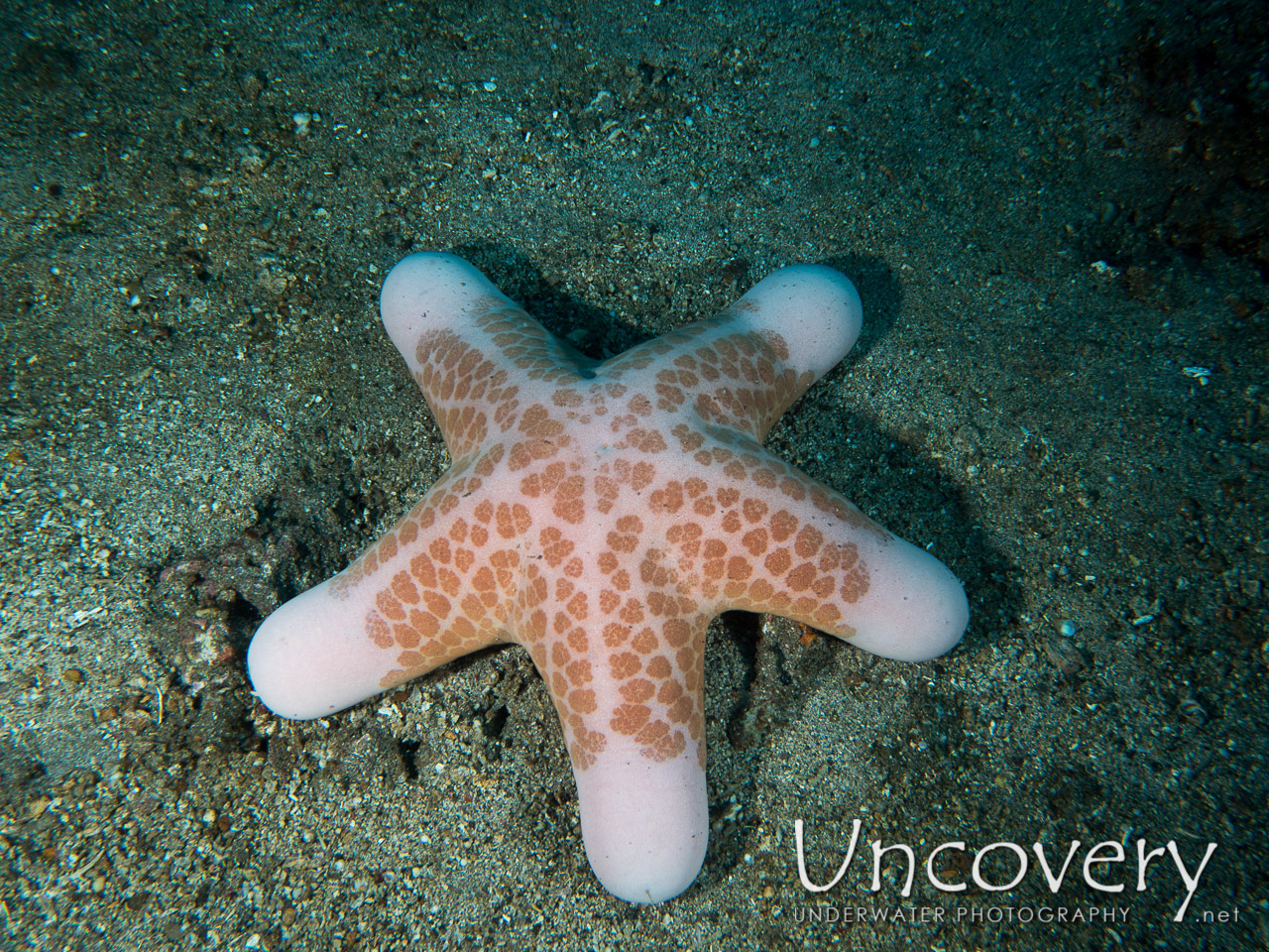 Starfish, photo taken in Indonesia, Bali, Tulamben, Emerald