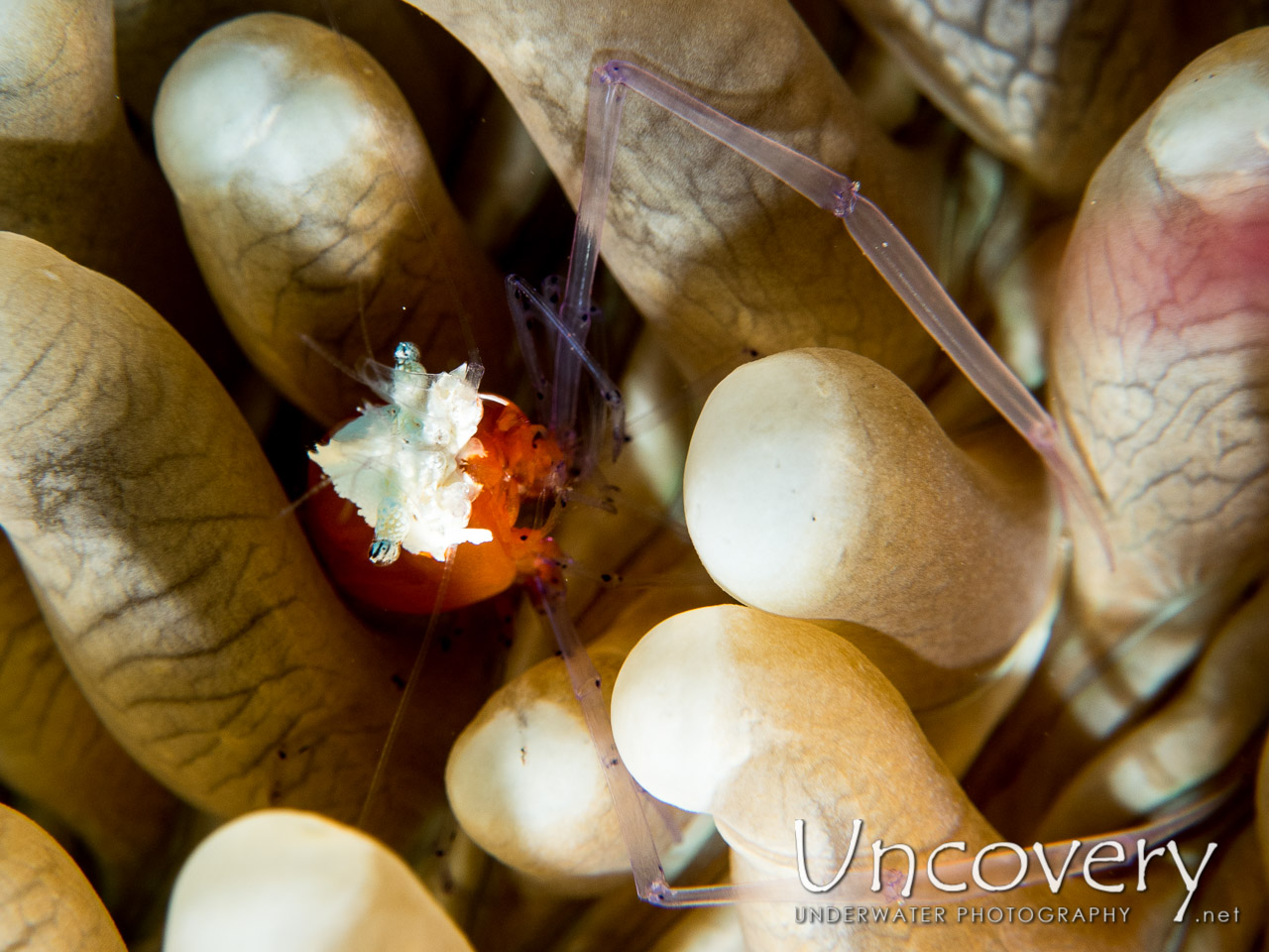 Mushroom Coral Shrimp (cuapetes Kororensis), photo taken in Indonesia, Bali, Tulamben, Emerald