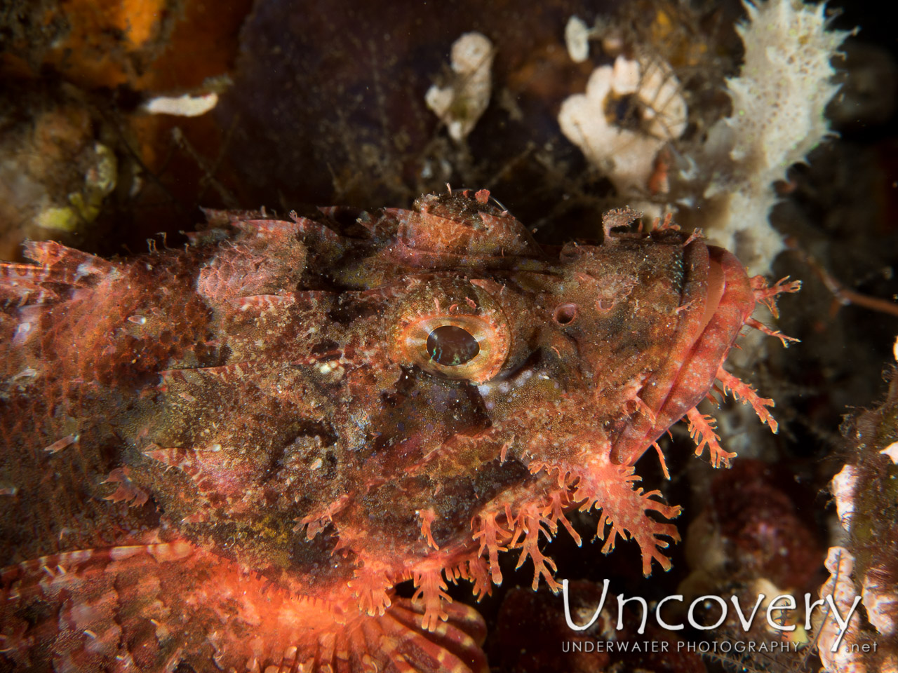 Tassled Scorpionfish (scorpaenopsis Oxycephala) shot in Indonesia|Bali|Tulamben|Emerald