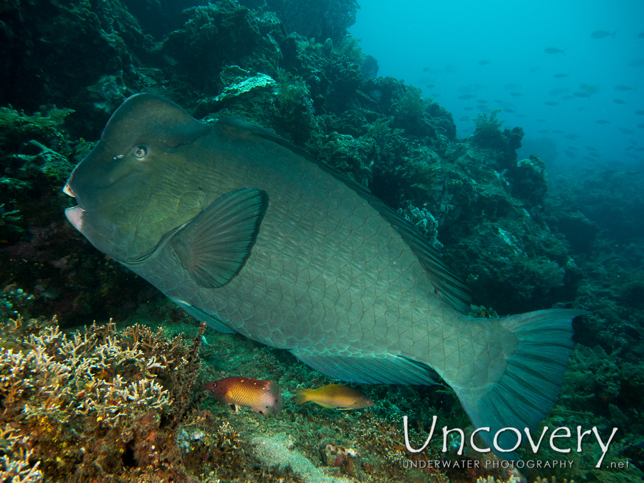 Humphead Parrotfish (bolbometopon Muricatum) shot in Indonesia|Bali|Tulamben|Emerald