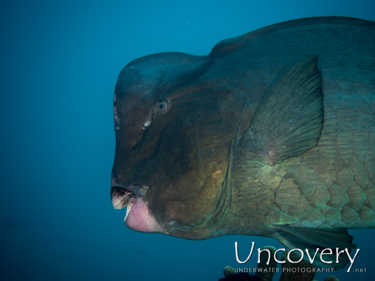 Humphead Parrotfish (bolbometopon Muricatum) shot in Indonesia|Bali|Tulamben|Emerald