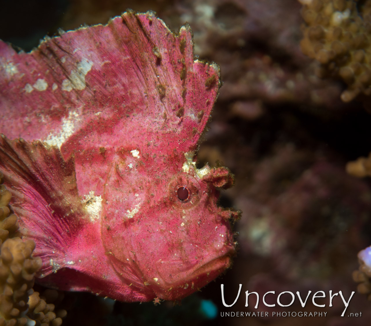 Leaf Scorpionfish (taenianotus Triacanthus) shot in Indonesia|Bali|Tulamben|Emerald