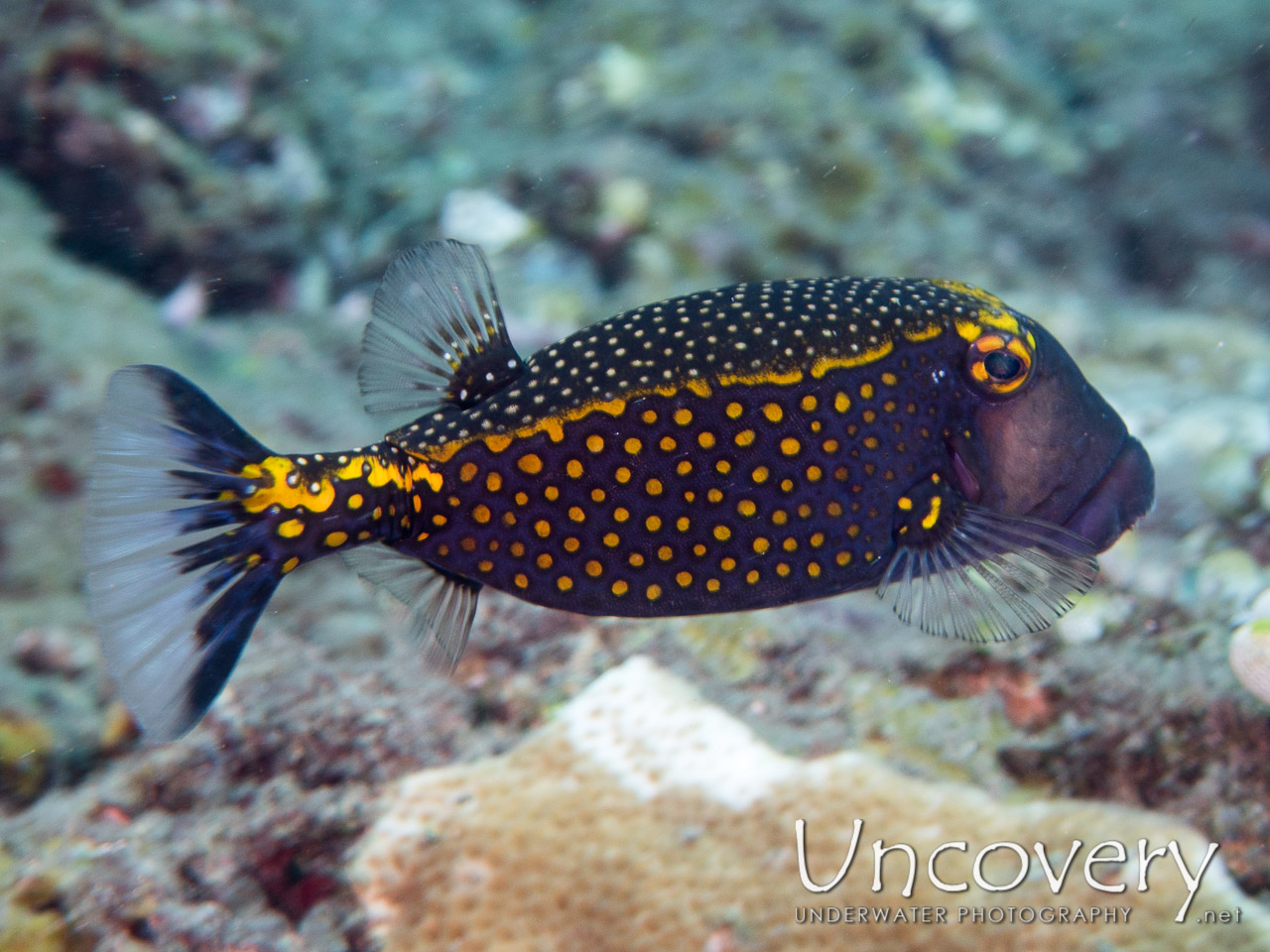 Whitespotted Boxfish (ostracion Meleagris) shot in Indonesia|Bali|Tulamben|Emerald