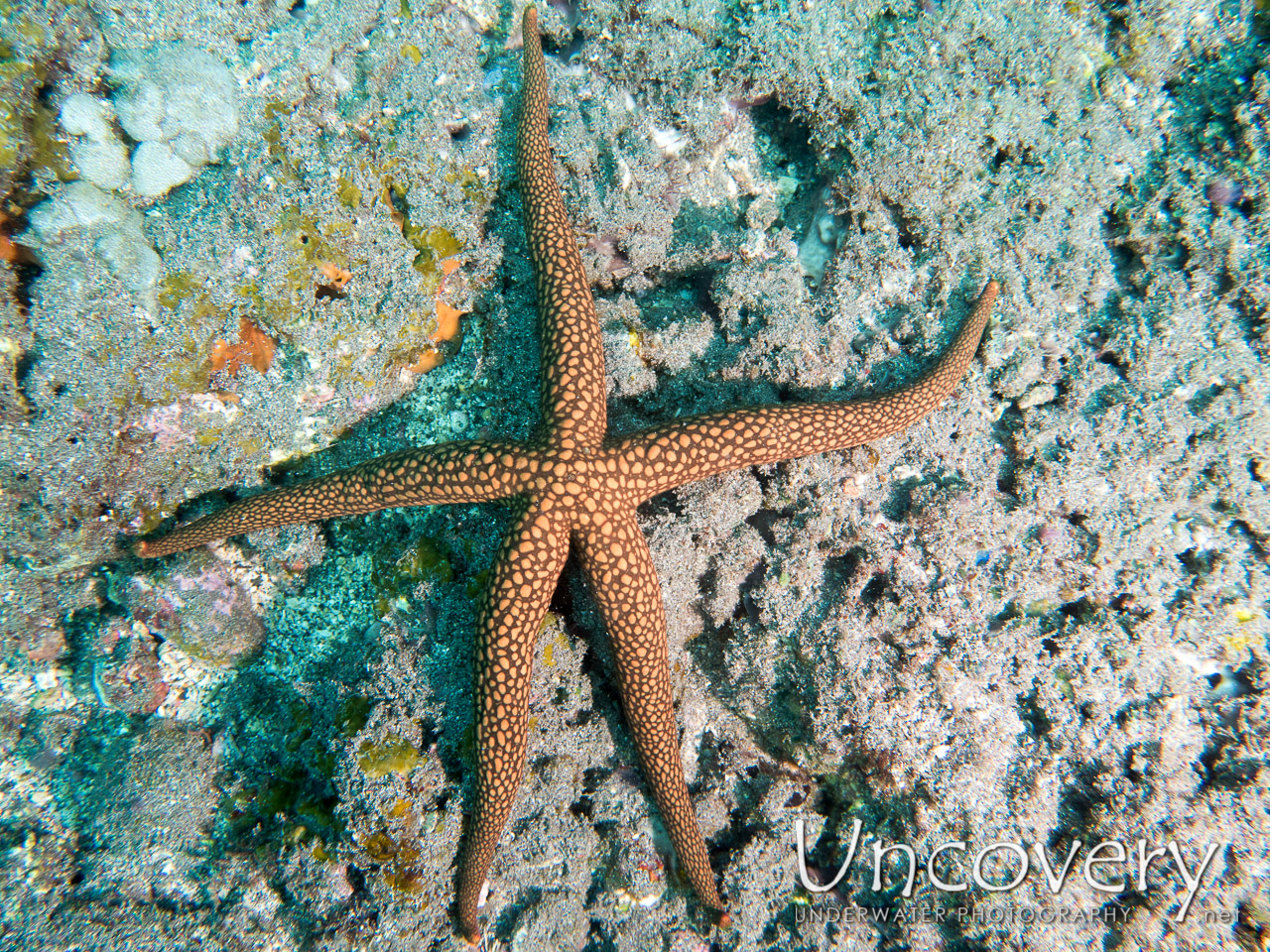 Starfish shot in Indonesia|Bali|Tulamben|Emerald