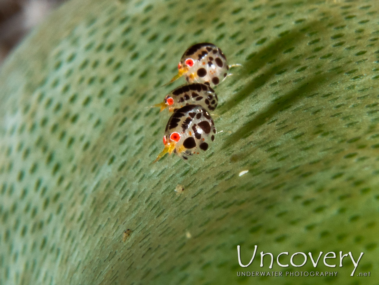 Ladybug (cyproideidae), photo taken in Indonesia, Bali, Tulamben, Ulami