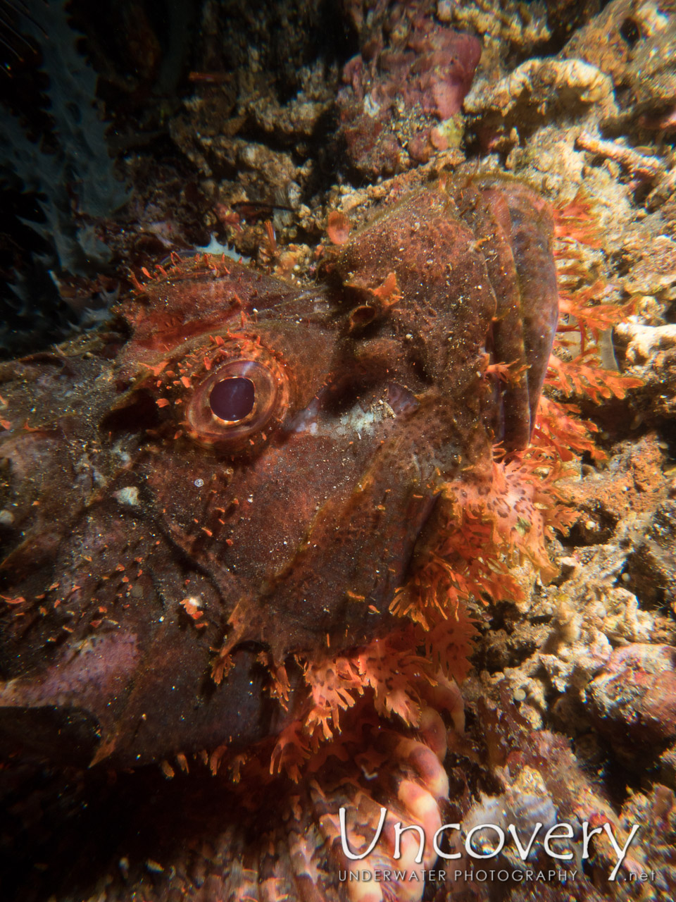 Tassled Scorpionfish (scorpaenopsis Oxycephala), photo taken in Indonesia, Bali, Tulamben, Ulami