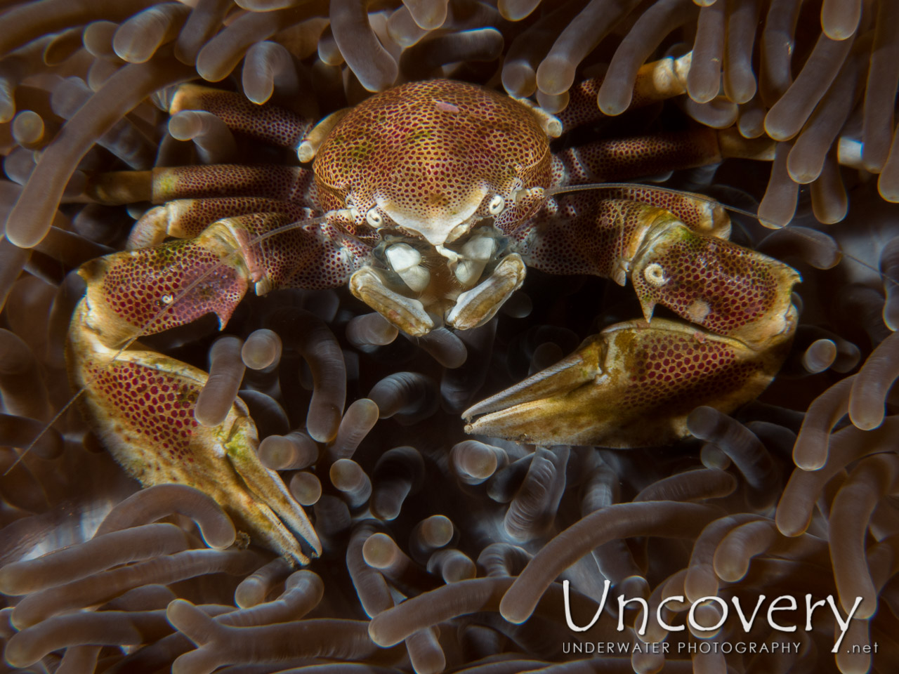 Spotted Porcelain Crab (neopetrolisthes Maculatus), photo taken in Indonesia, Bali, Tulamben, Ulami