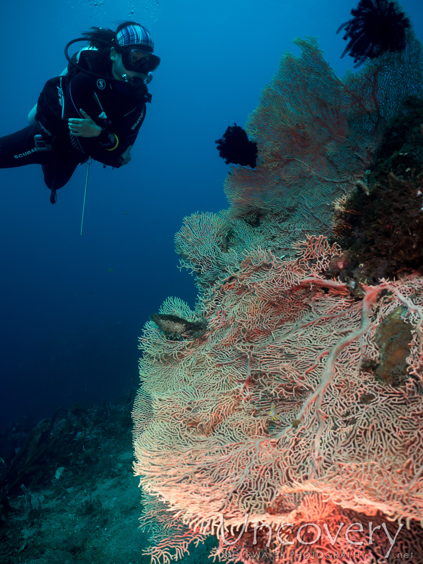 Coral, photo taken in Indonesia, Bali, Tulamben, Ulami