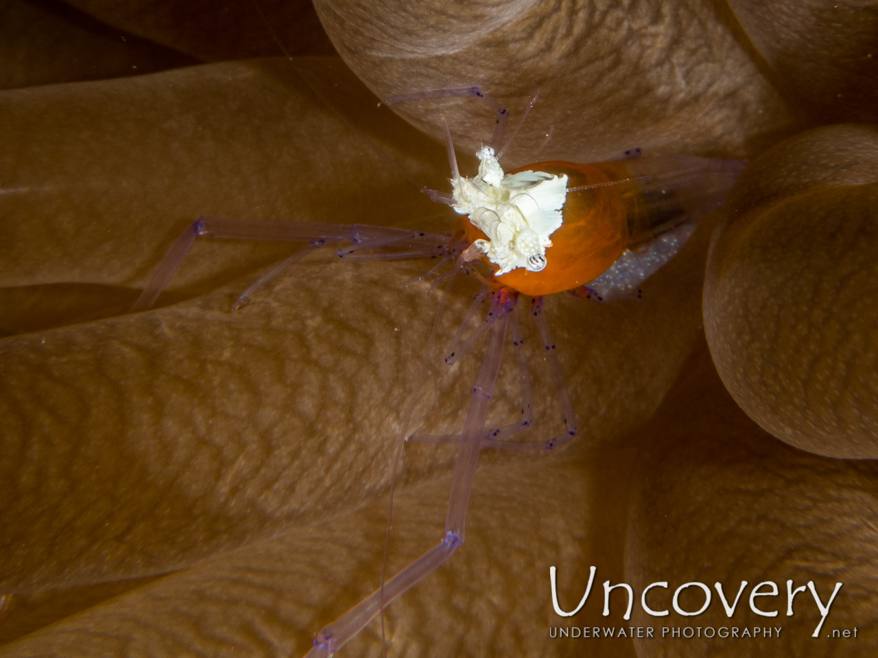 Mushroom Coral Shrimp (cuapetes Kororensis) shot in Indonesia|Bali|Tulamben|Ulami