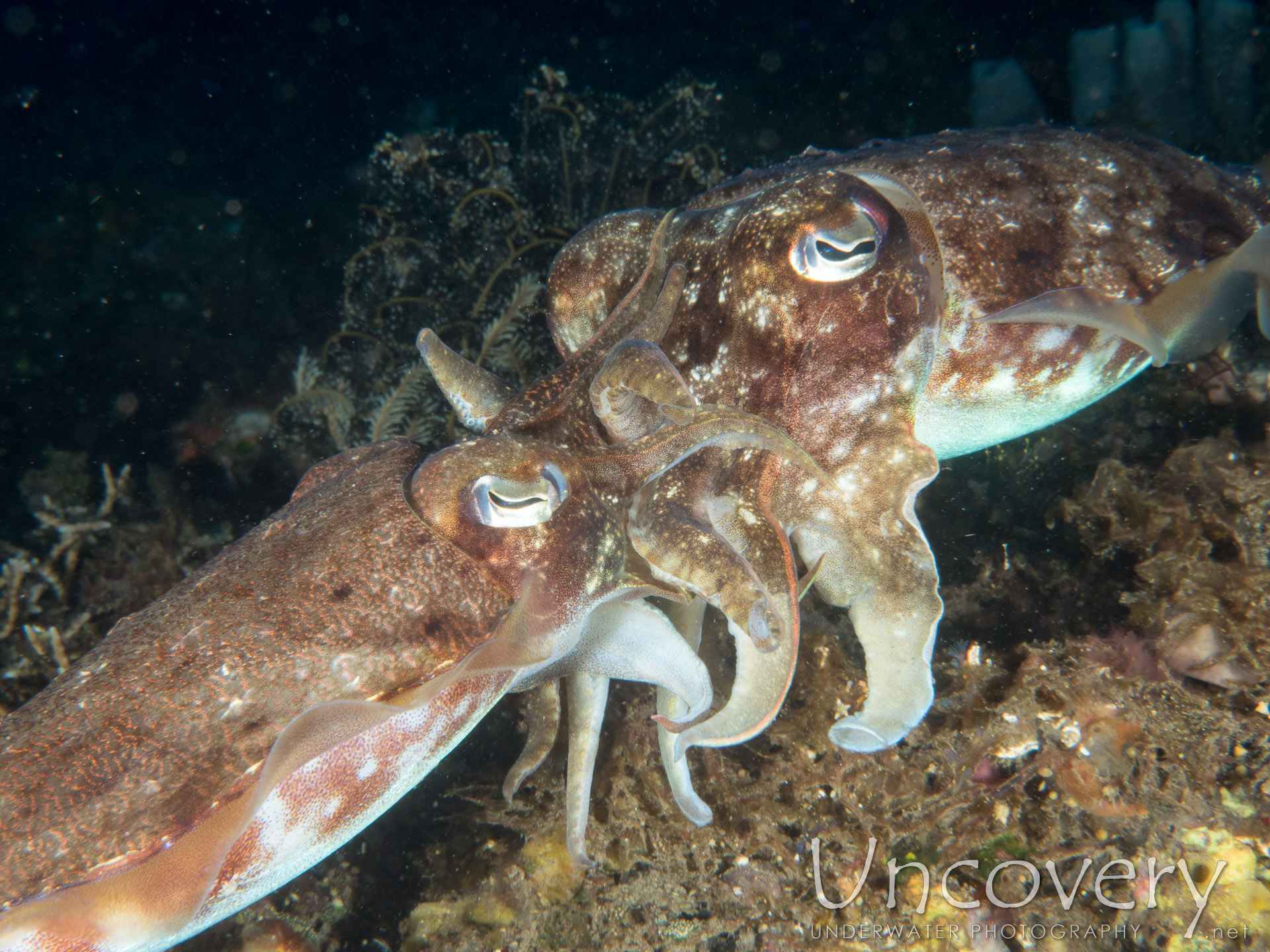 Broadclub Cuttlefish (sepia Latimanus), photo taken in Indonesia, Bali, Tulamben, Sidem