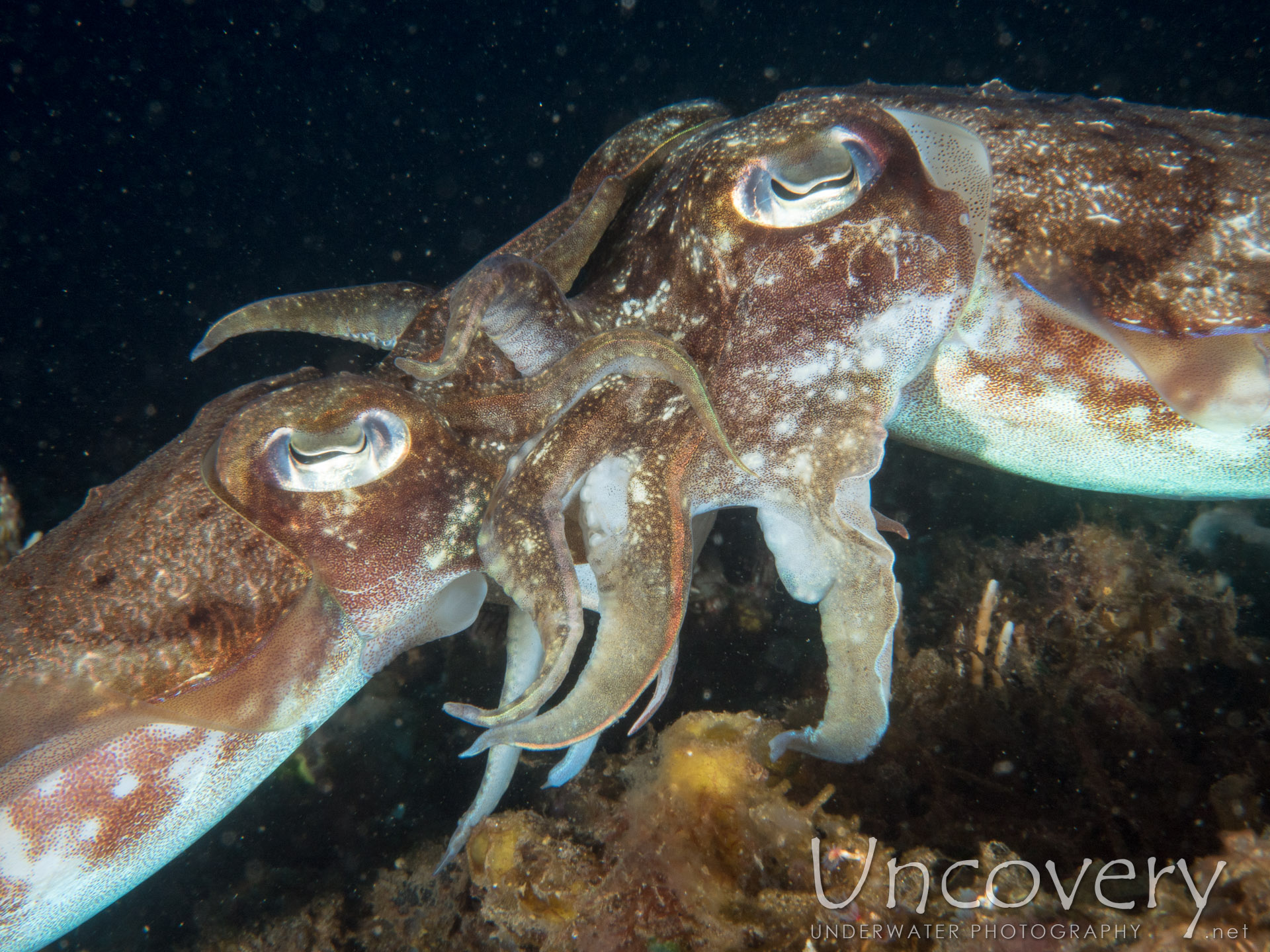 Broadclub Cuttlefish (sepia Latimanus), photo taken in Indonesia, Bali, Tulamben, Sidem