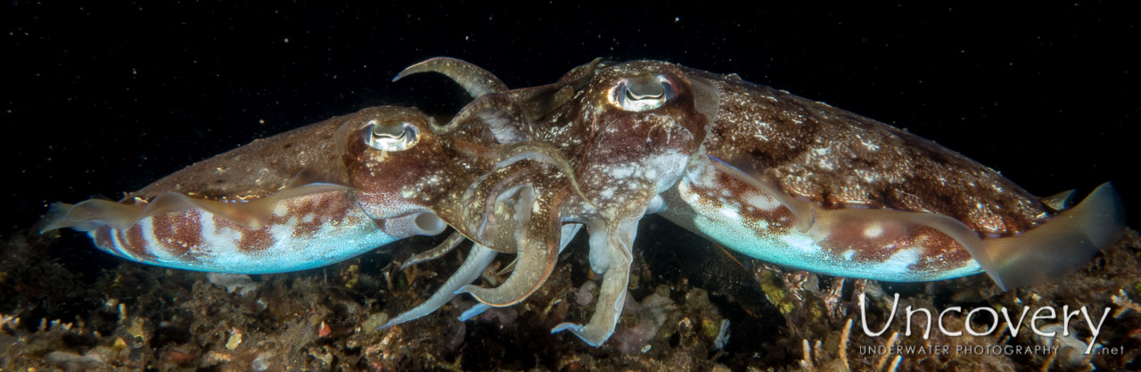 Cuttlefish, photo taken in Indonesia, Bali, Tulamben, Sidem