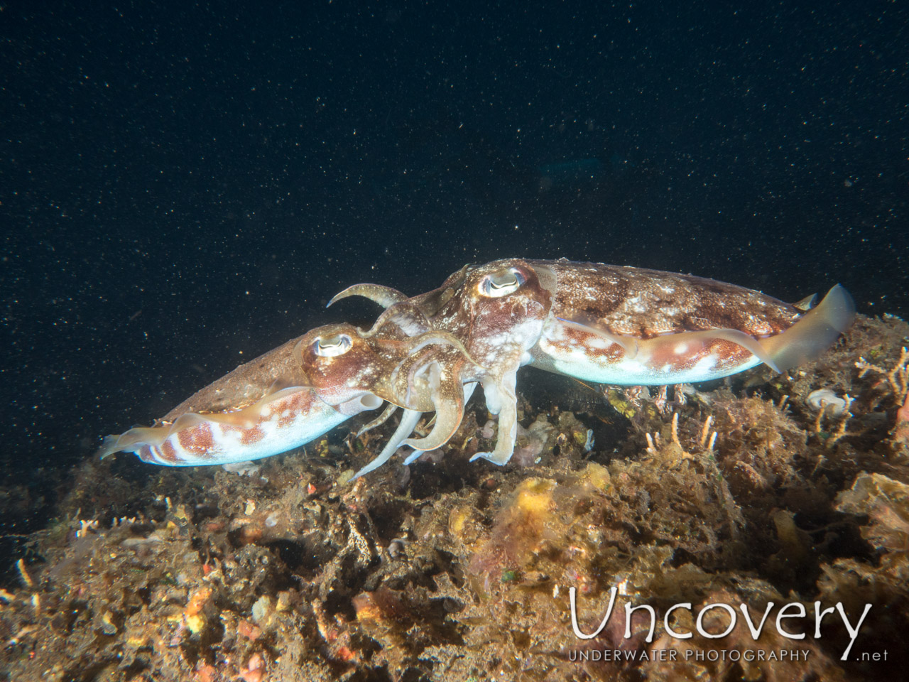 Broadclub Cuttlefish (sepia Latimanus), photo taken in Indonesia, Bali, Tulamben, Sidem