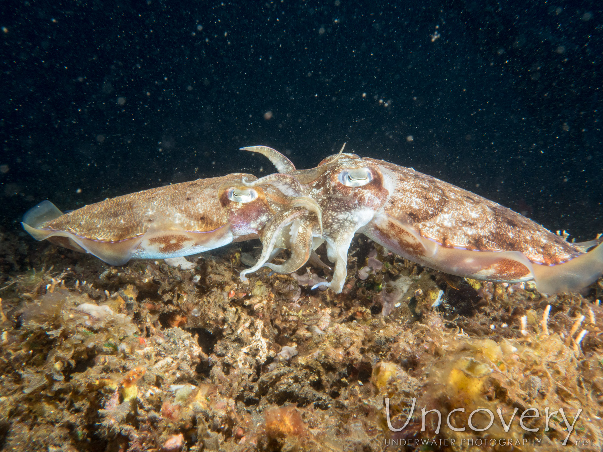 Broadclub Cuttlefish (sepia Latimanus), photo taken in Indonesia, Bali, Tulamben, Sidem