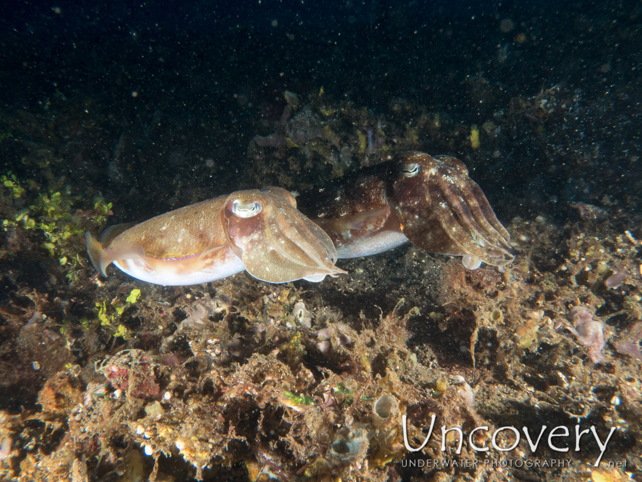 Broadclub Cuttlefish (sepia Latimanus), photo taken in Indonesia, Bali, Tulamben, Sidem