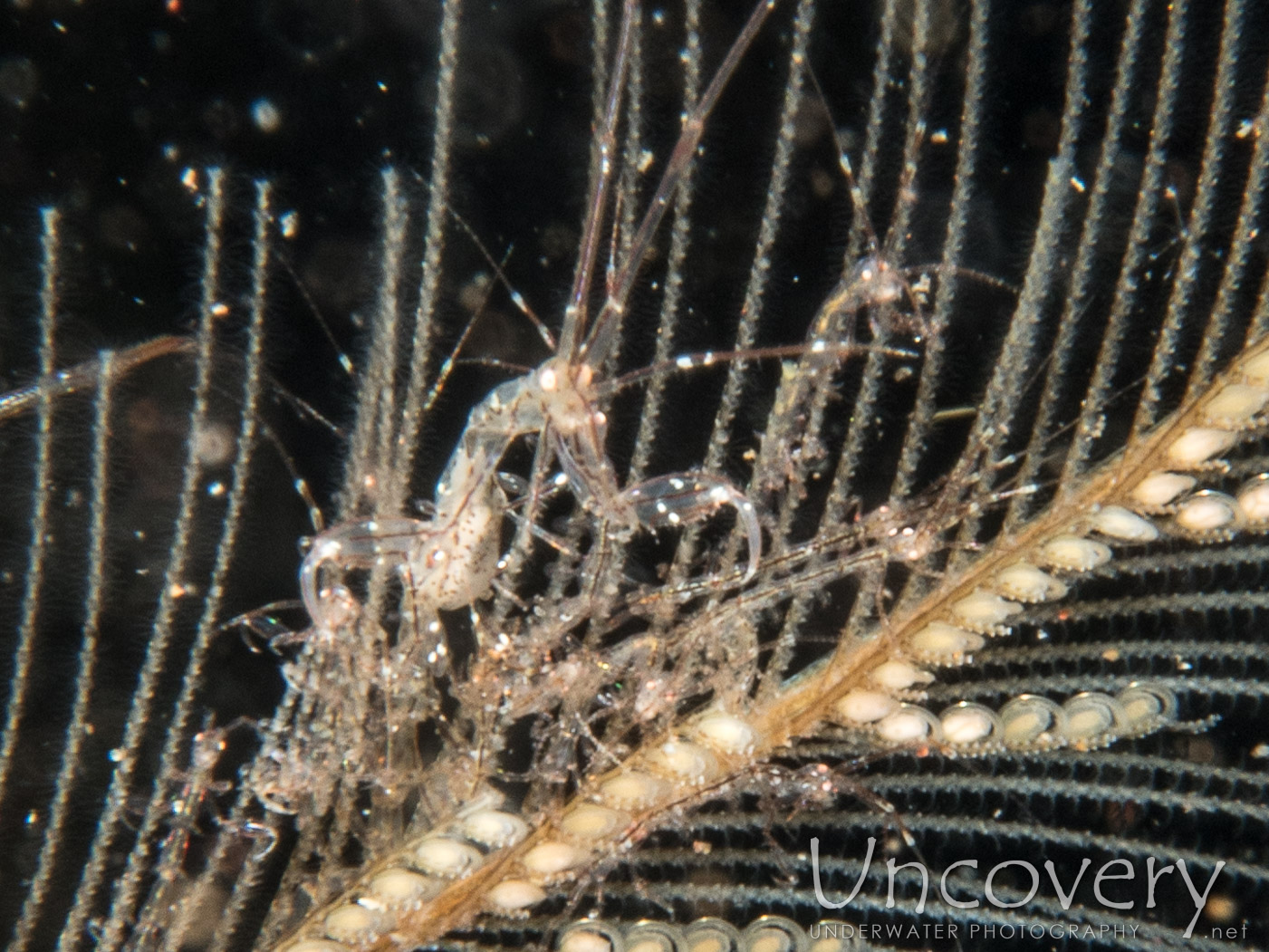 Skeleton Shrimp (caprellidae), photo taken in Indonesia, Bali, Tulamben, Batu Belah