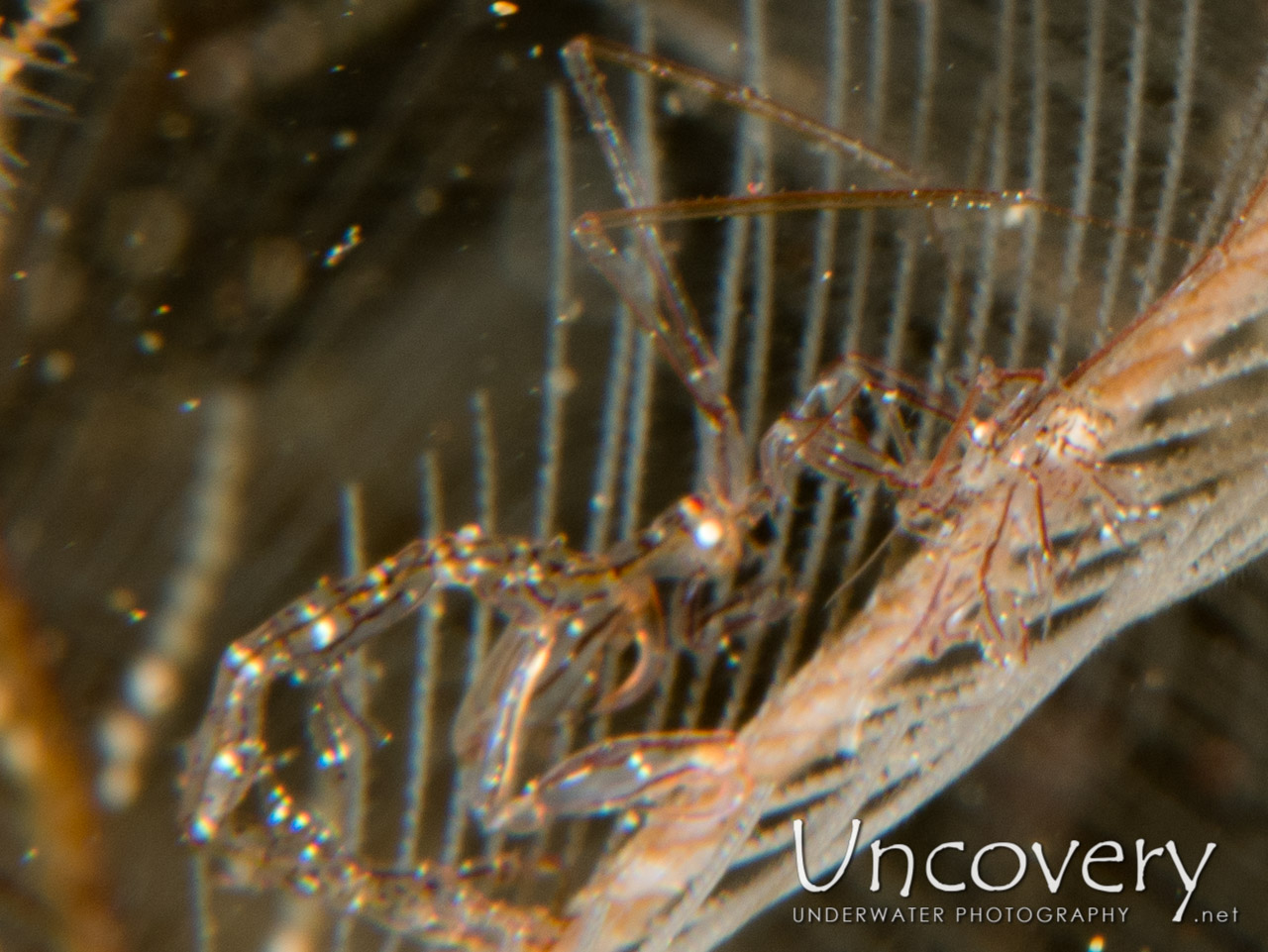 Skeleton Shrimp (caprellidae), photo taken in Indonesia, Bali, Tulamben, Batu Belah