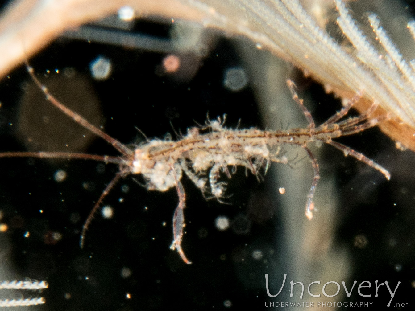 Skeleton Shrimp (caprellidae), photo taken in Indonesia, Bali, Tulamben, Batu Belah