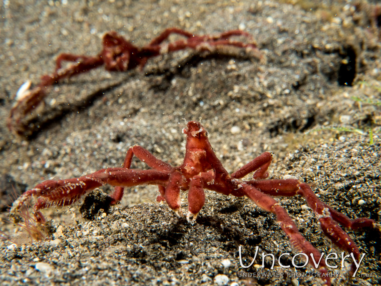 Sponge Spider Crab (oncinopus Sp. 2), photo taken in Indonesia, Bali, Tulamben, Batu Belah